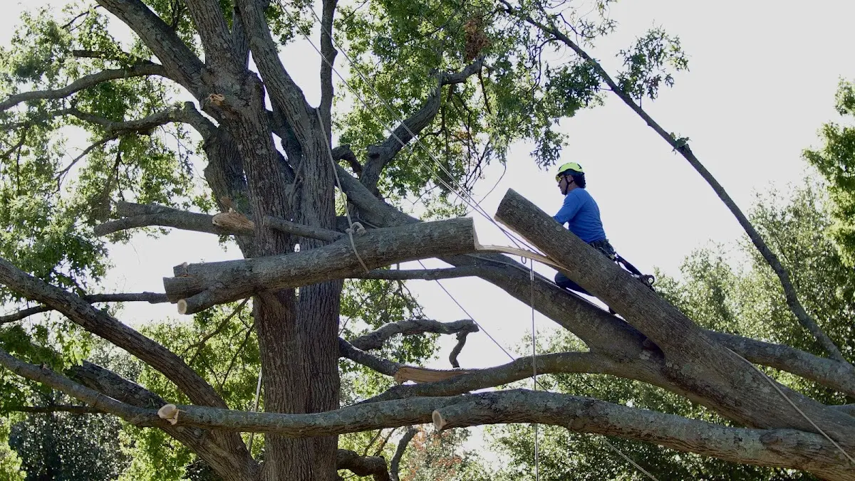 Professional Crown Thinning performed by certified arborists in Stockbridge