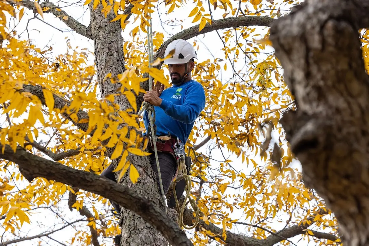 Skilled Storm Damage Cleanup crew working in Stockbridge