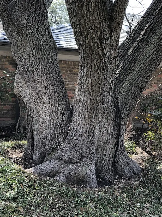 Mature heritage tree close to a Stockbridge property cared for by certified arborists